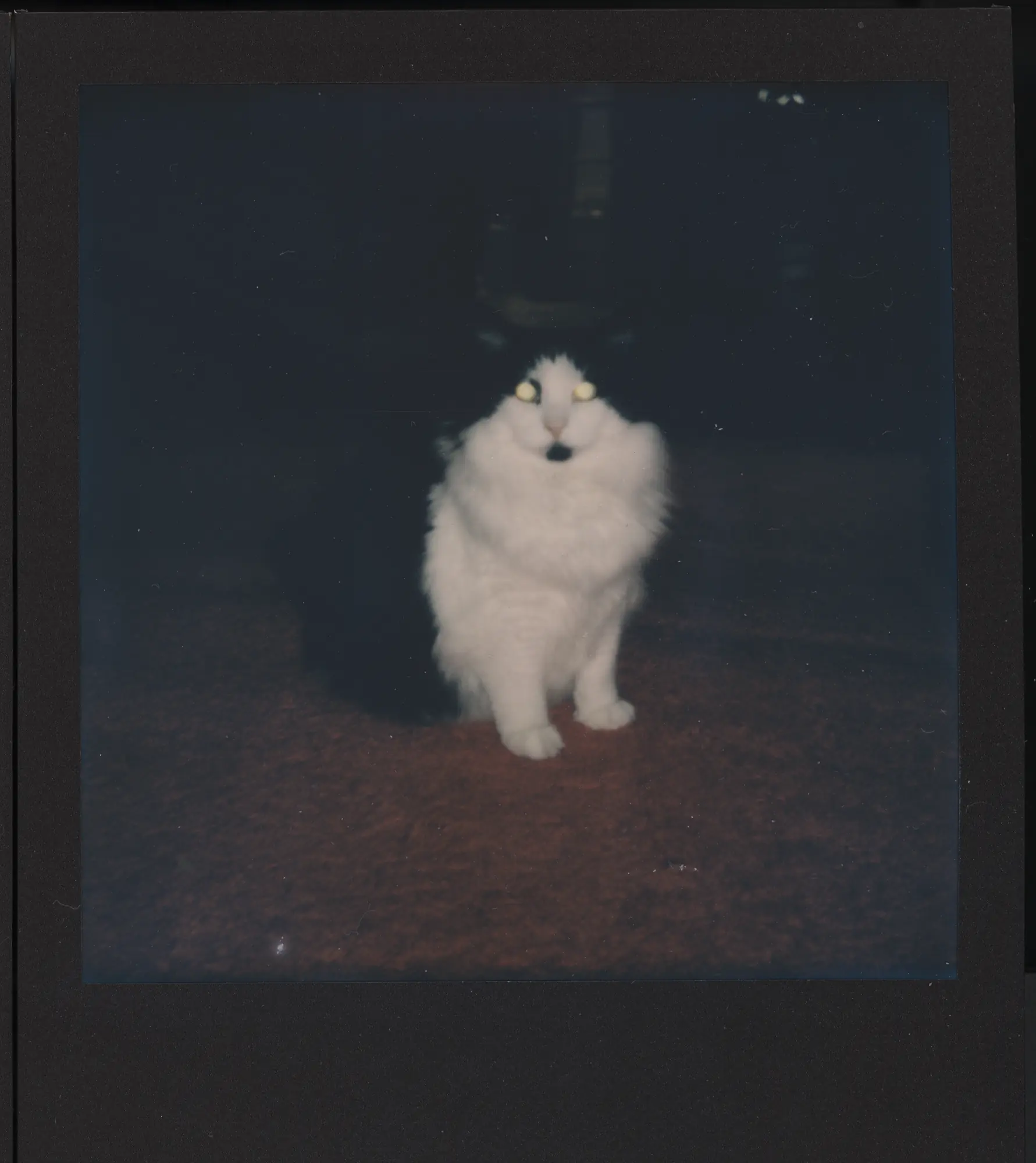 Cat and Carpet