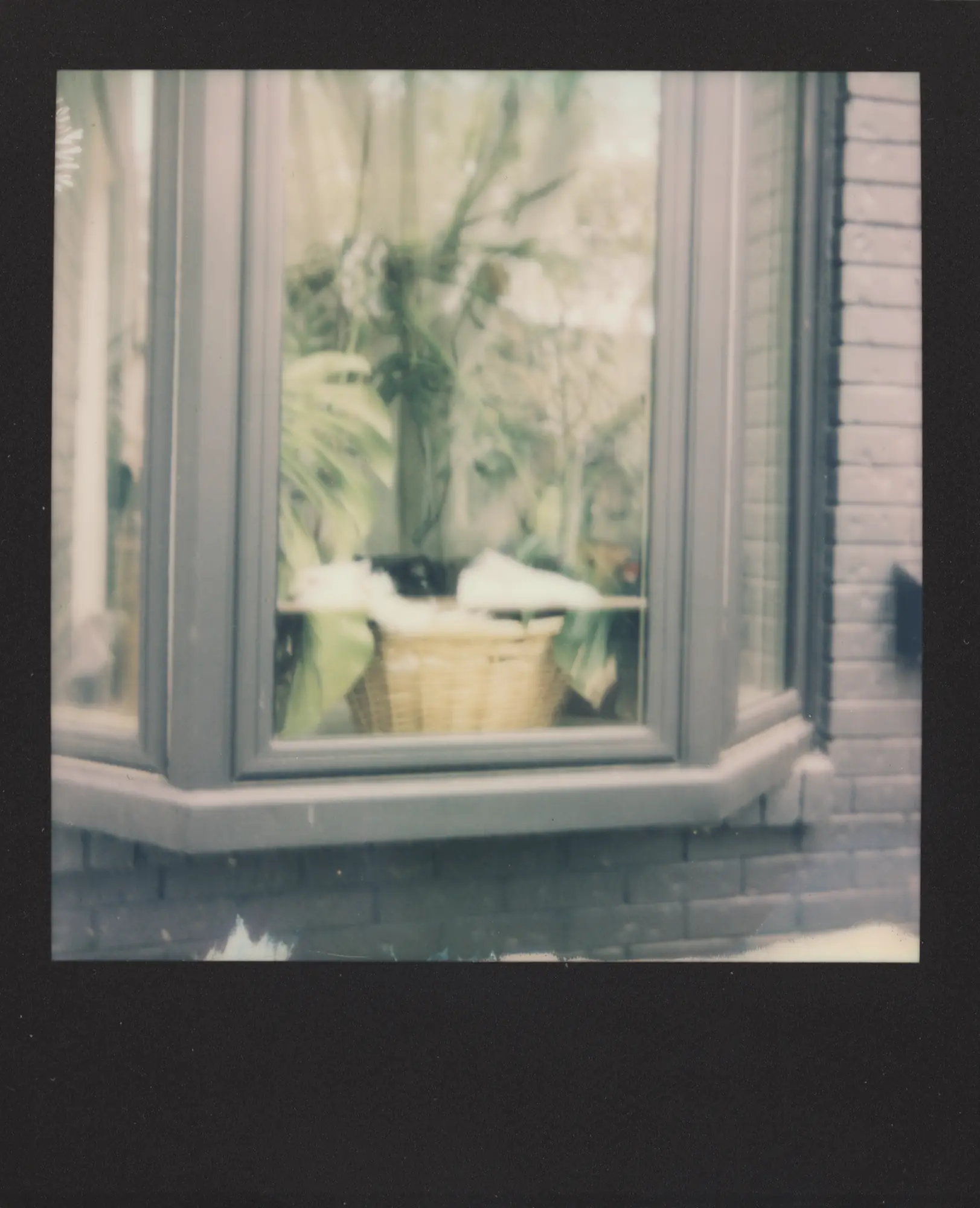 Cat out of focus