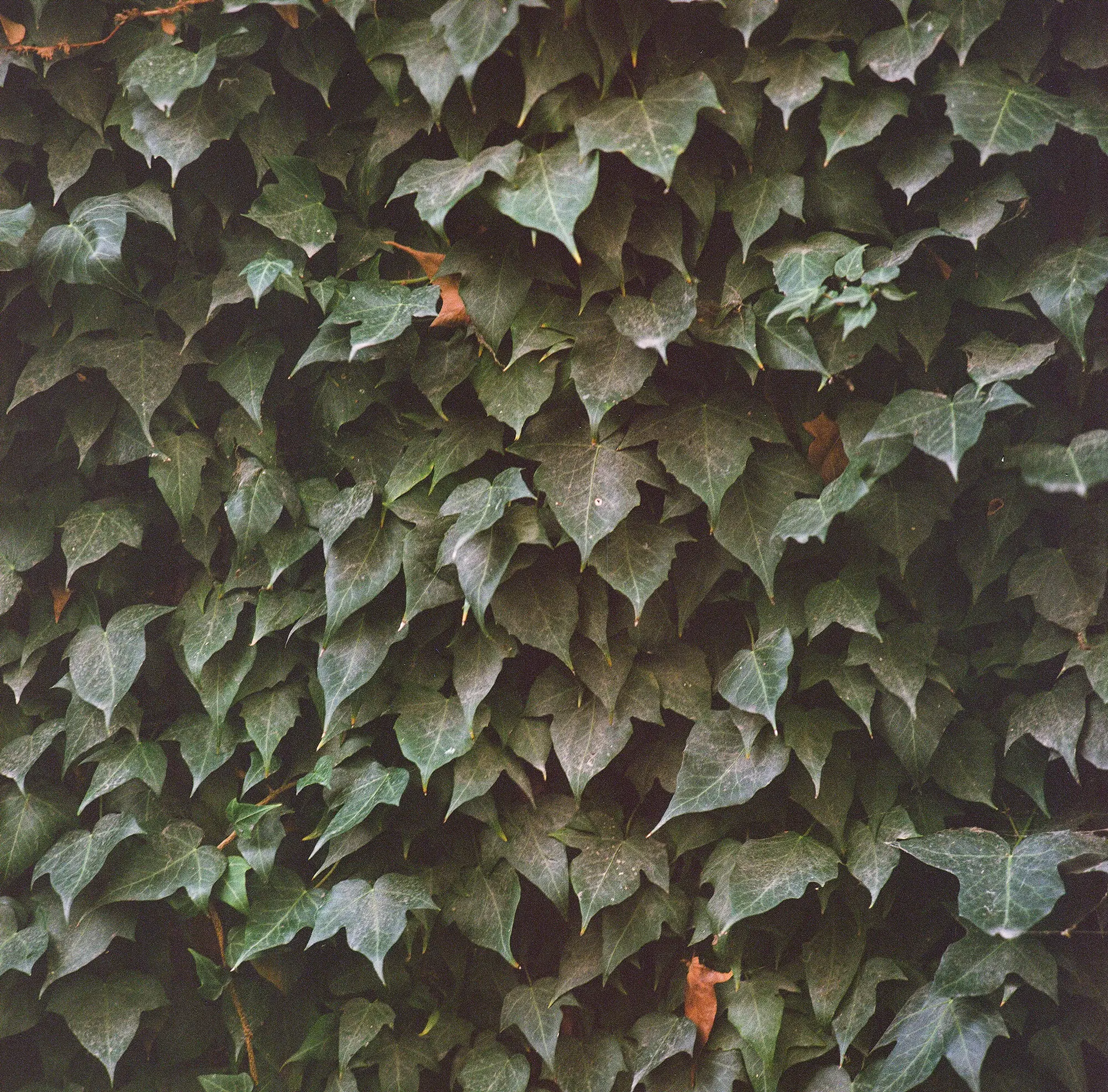 The Vines are Still Green