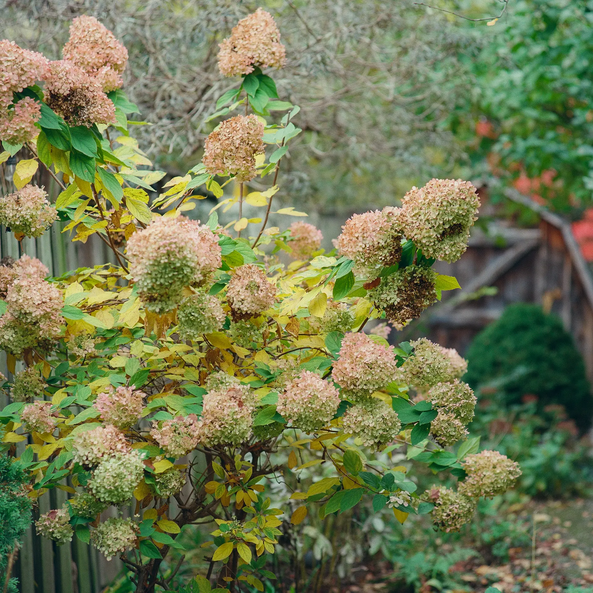 Hydrangea in Autumn