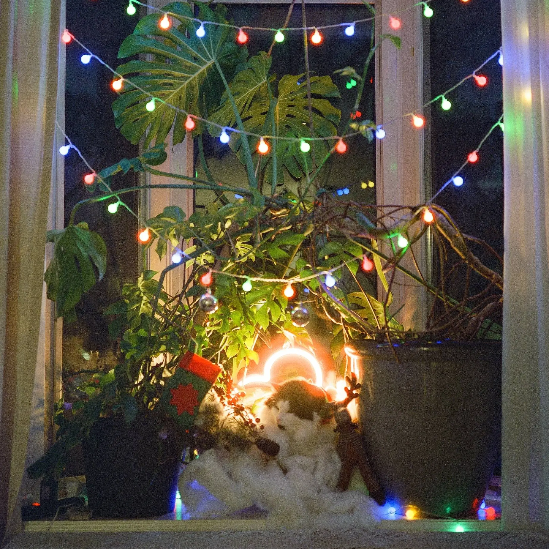 Merry Xmas