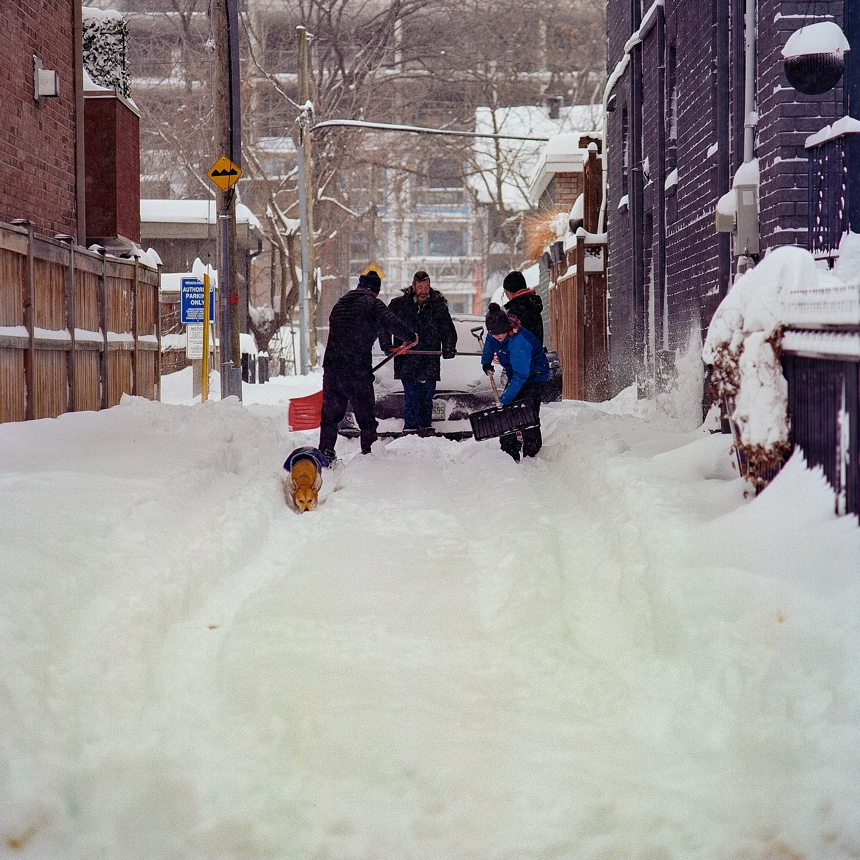 Shoveling in the Alley