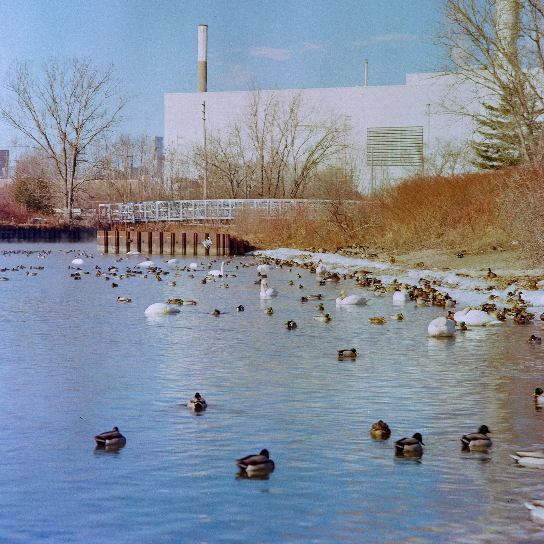 Duck