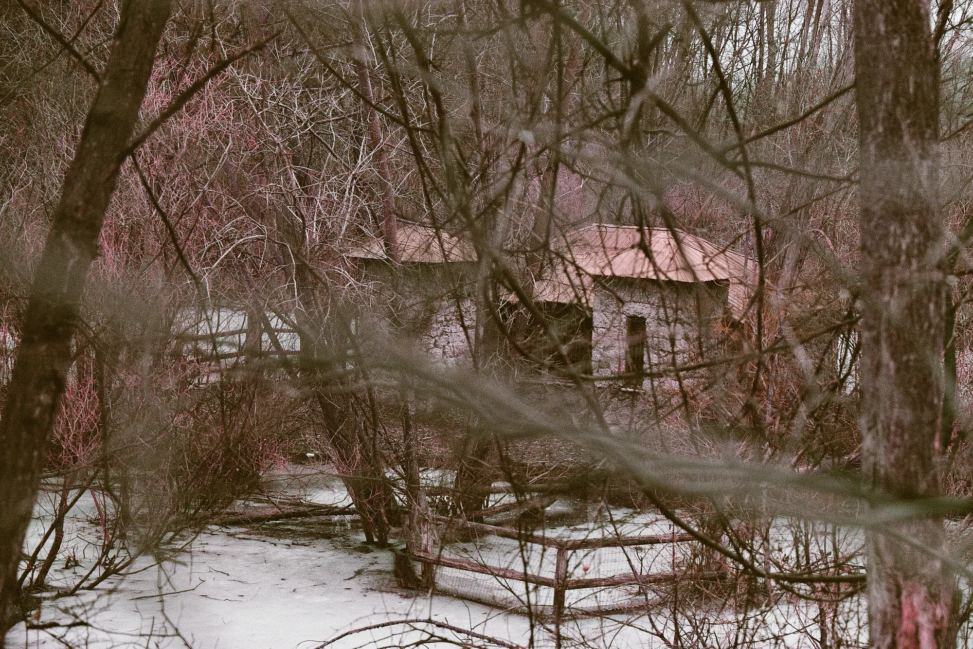 In the Woods