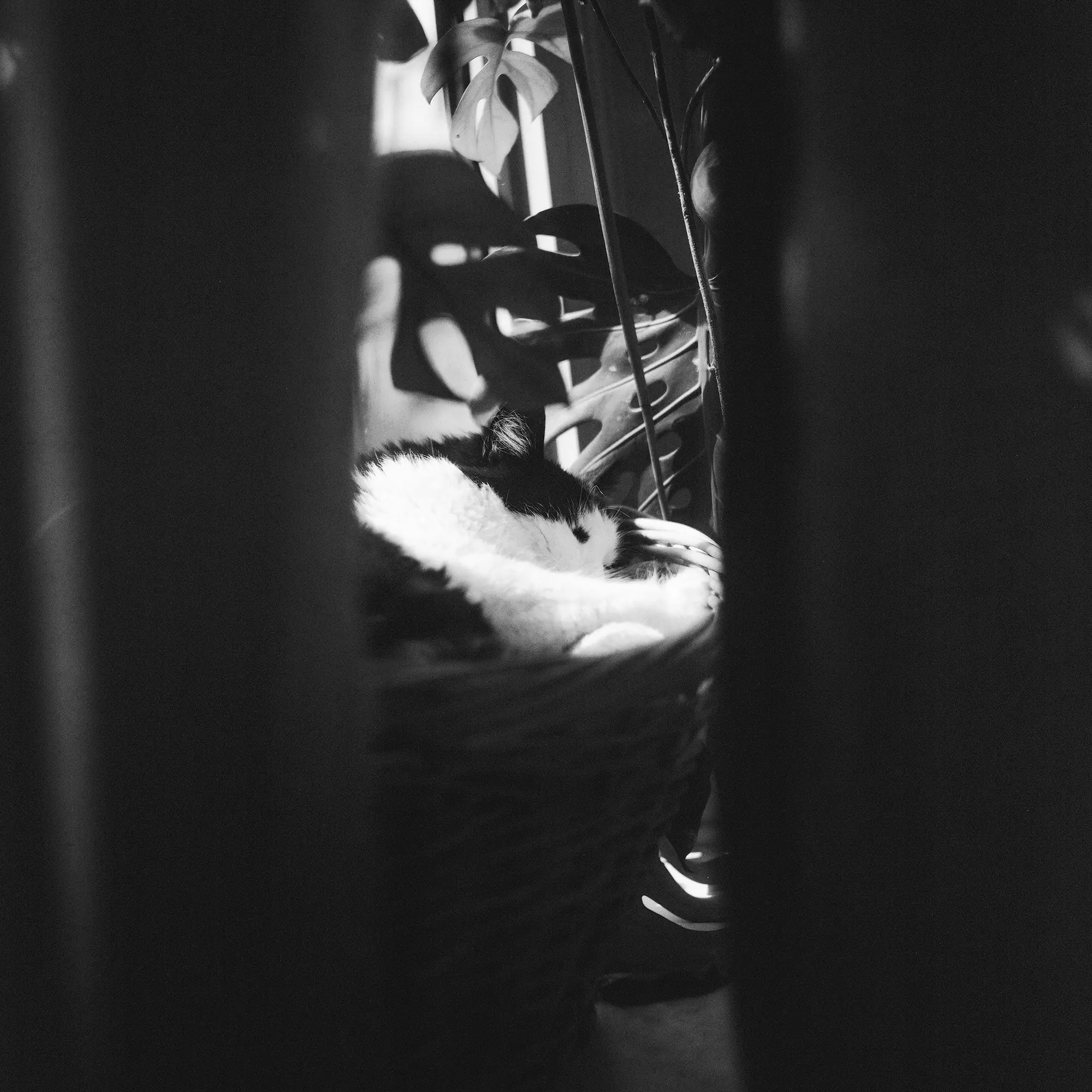 Cat in a Window