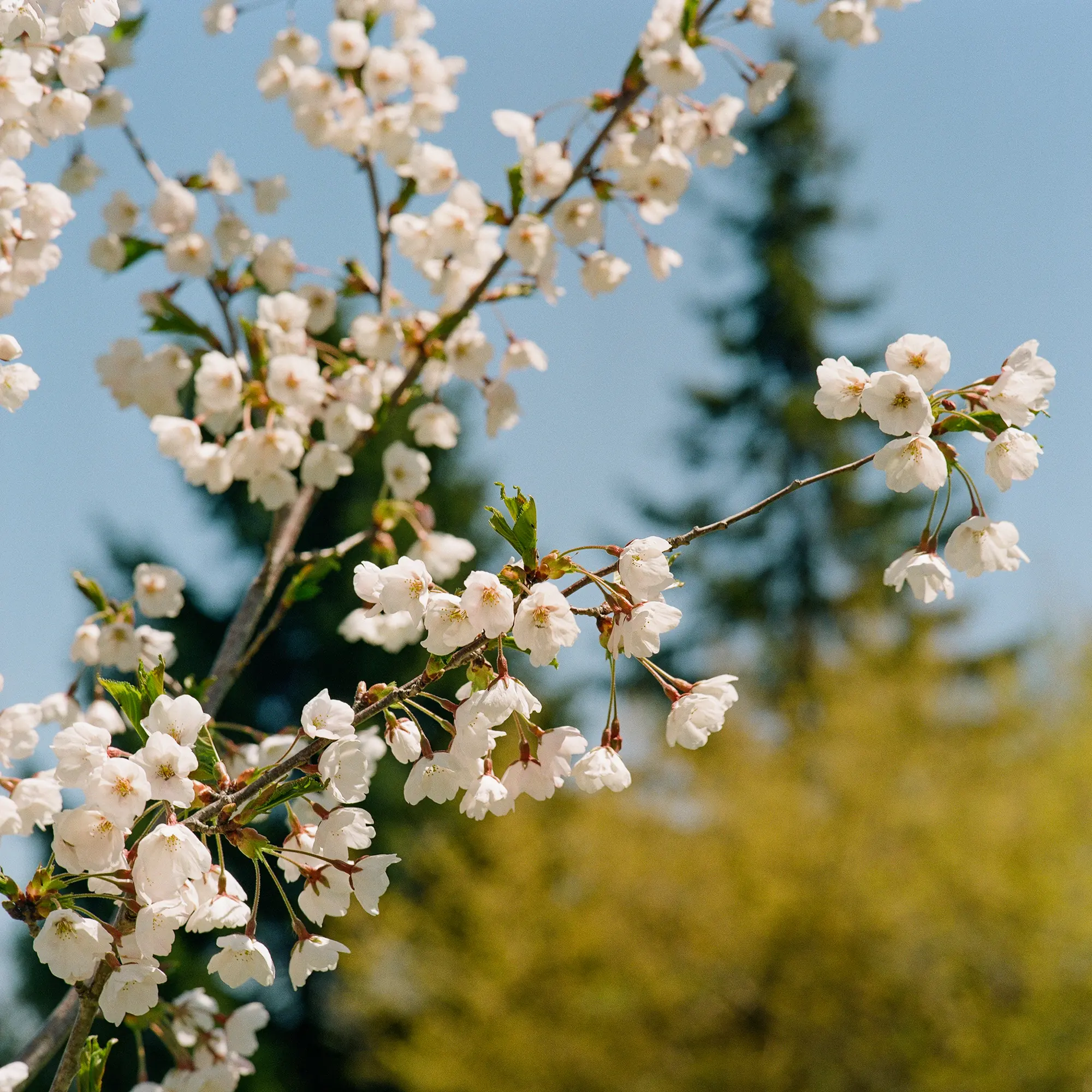 Woodbine Cherry Blossoms