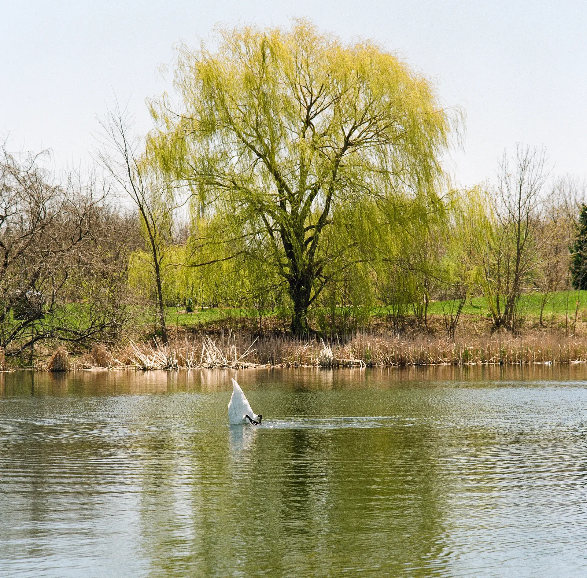 Swan Butt