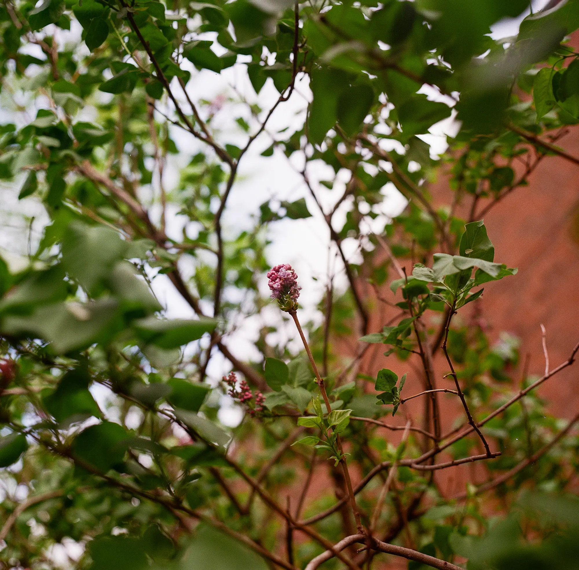 Lilac Buds