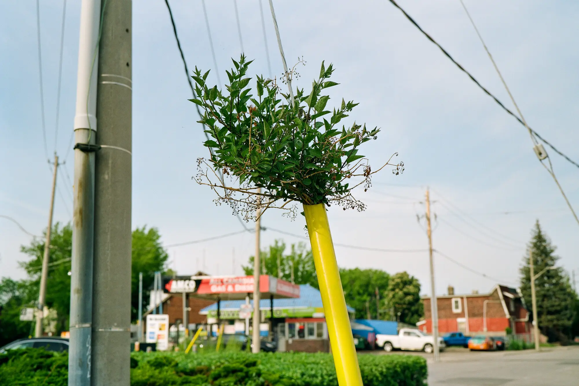New Growth