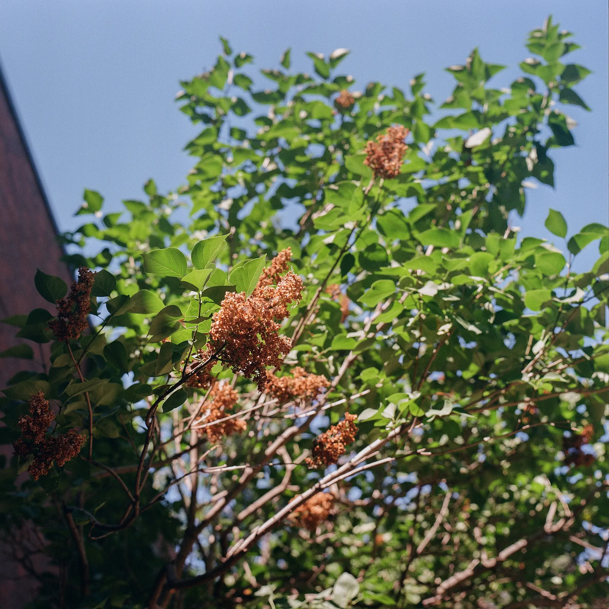 Lilacs are Done