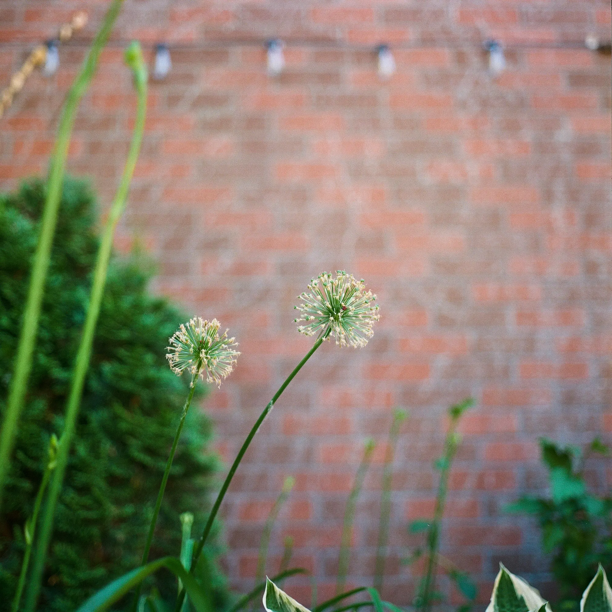 Spent Allium