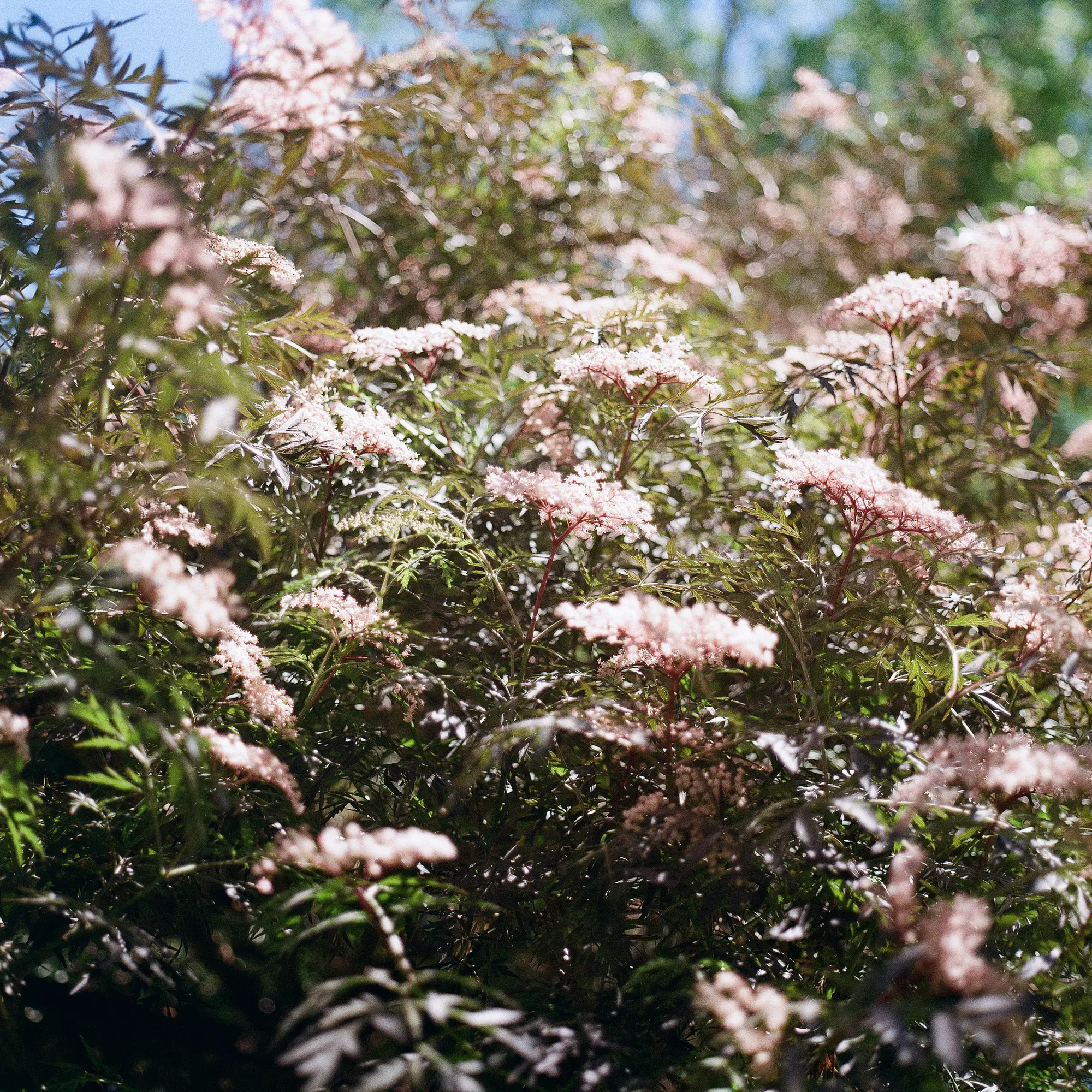 Black Elder Tree Blossoms