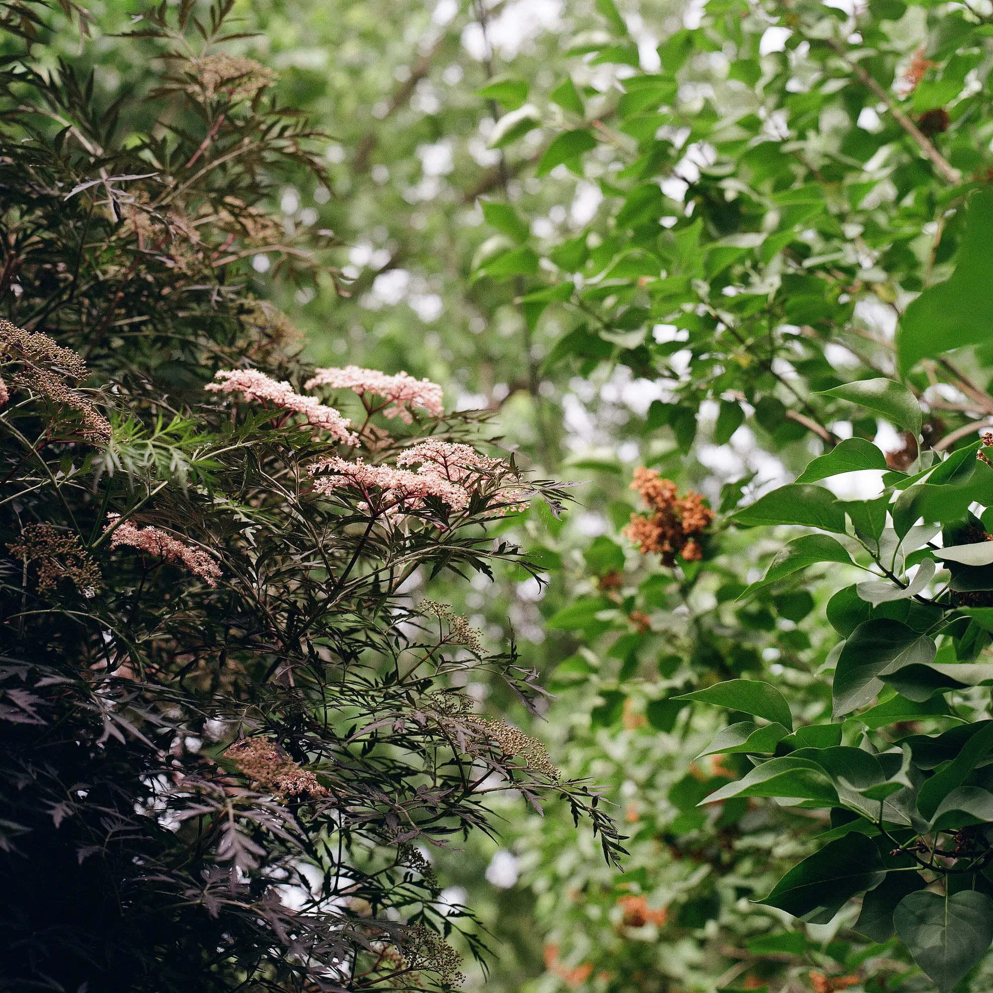 Tree Flowers