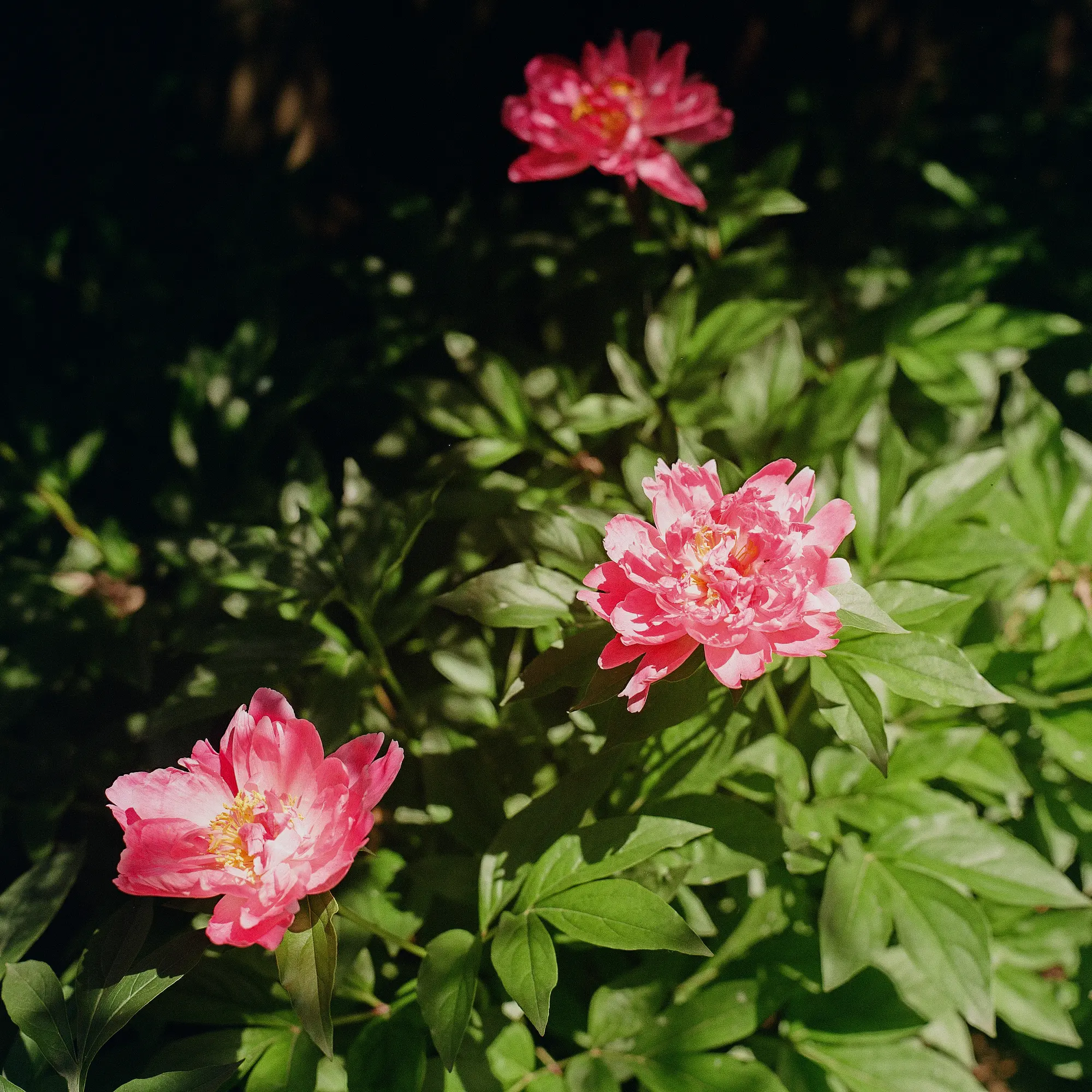 Peonies