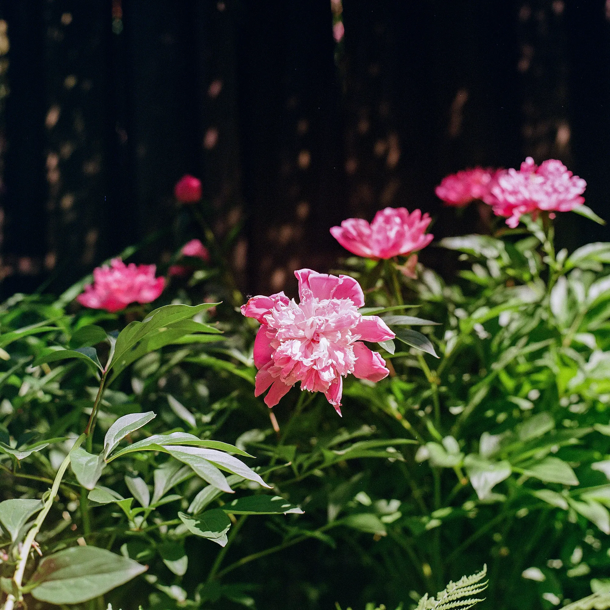 More Peonies