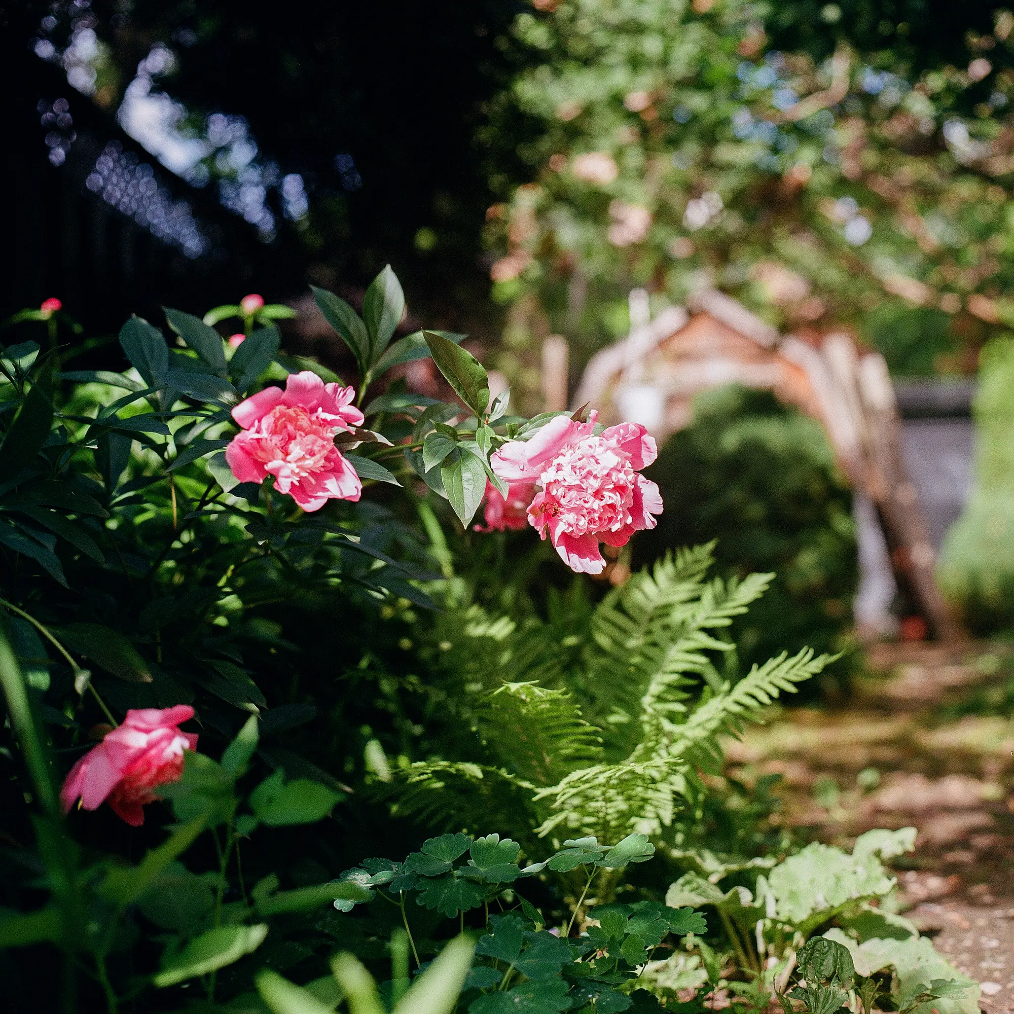 Peonies