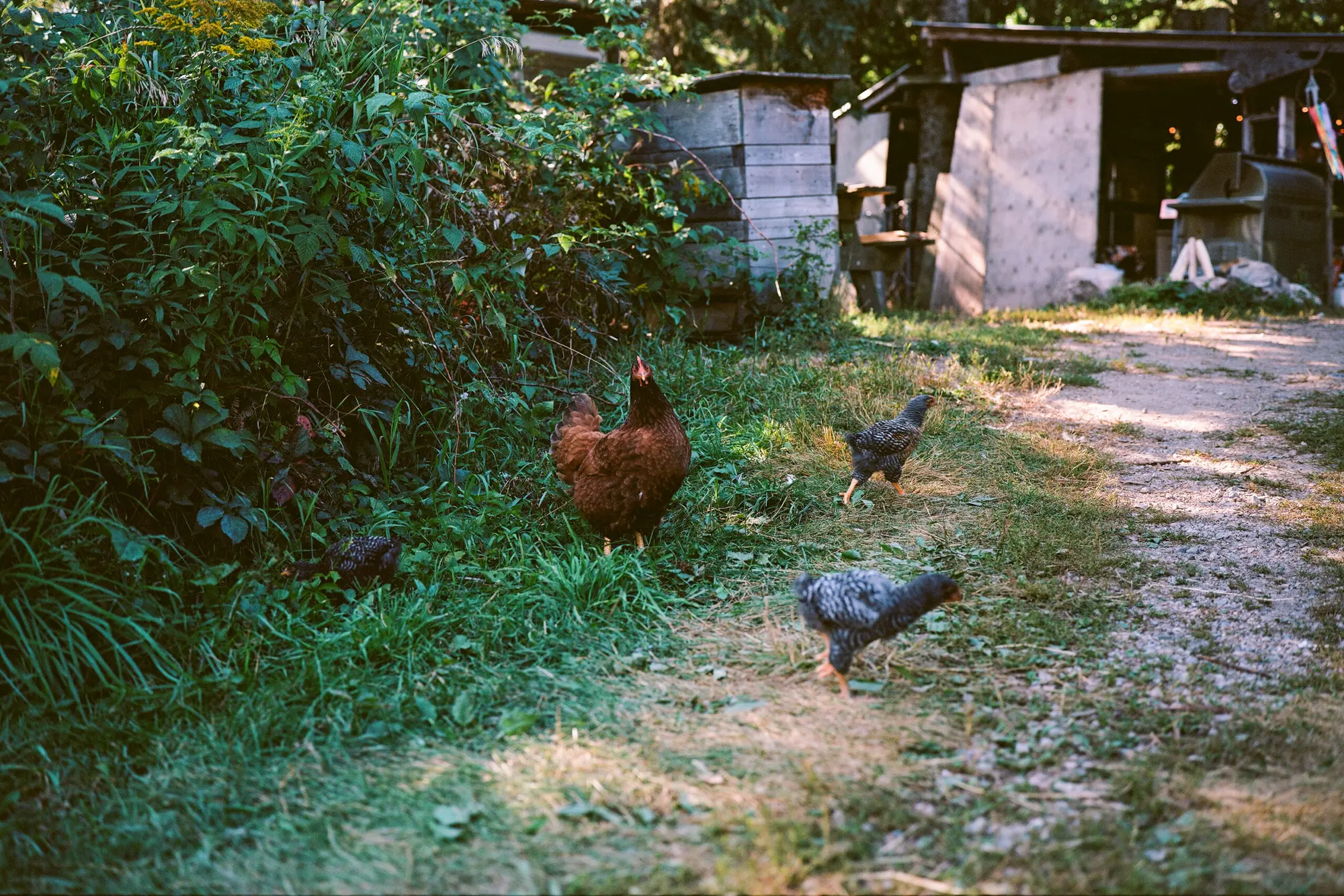 Chicken Time