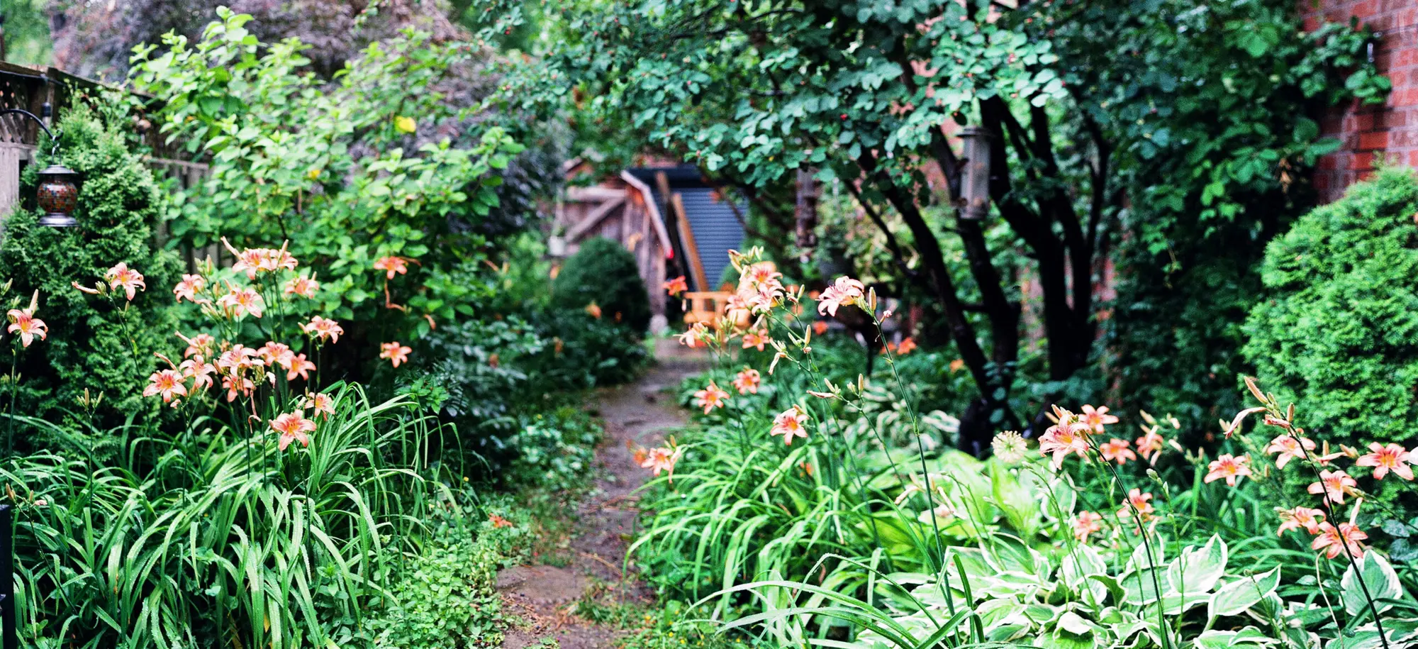 A Back Yard