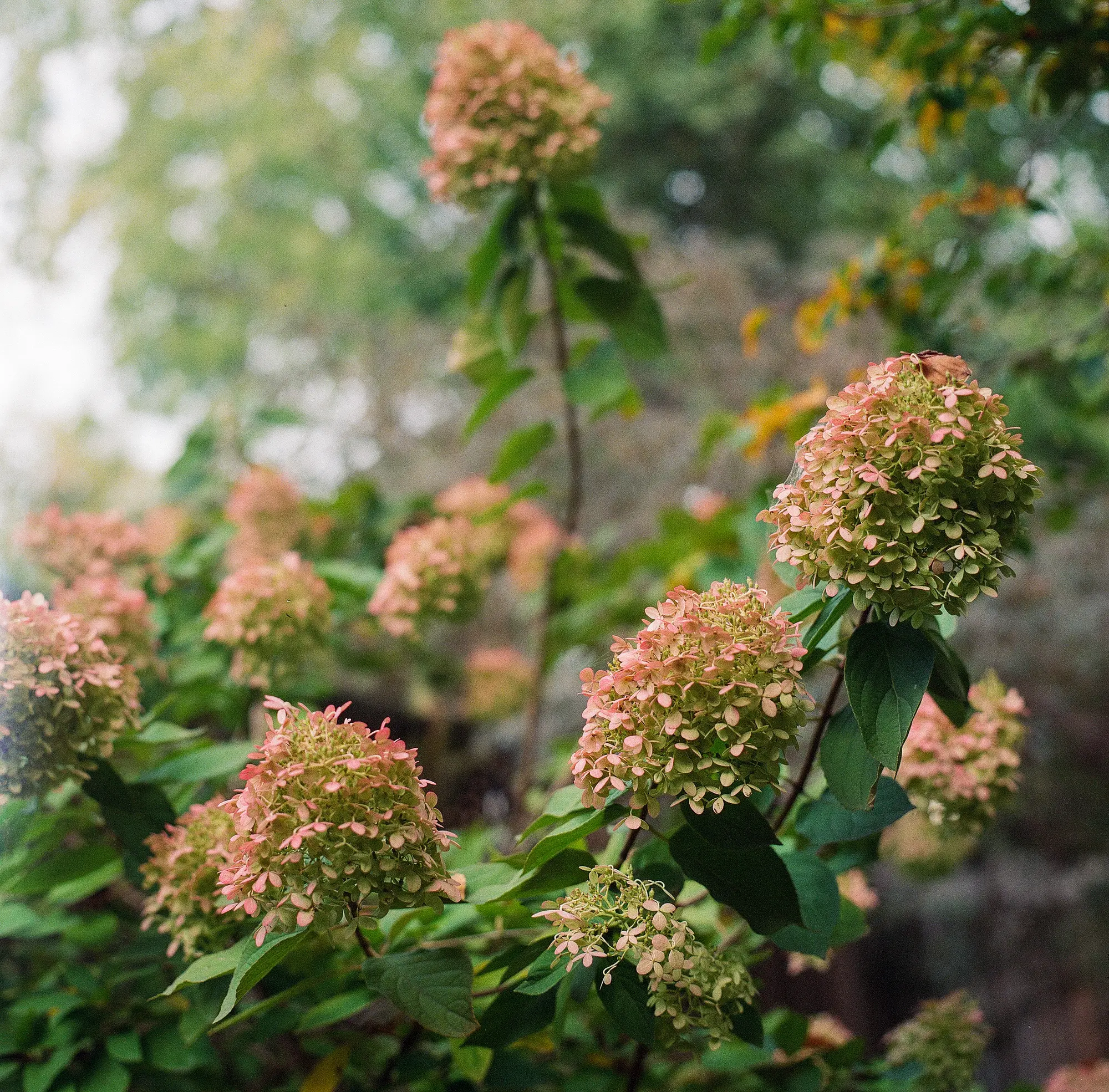 Hydrangea in Distress