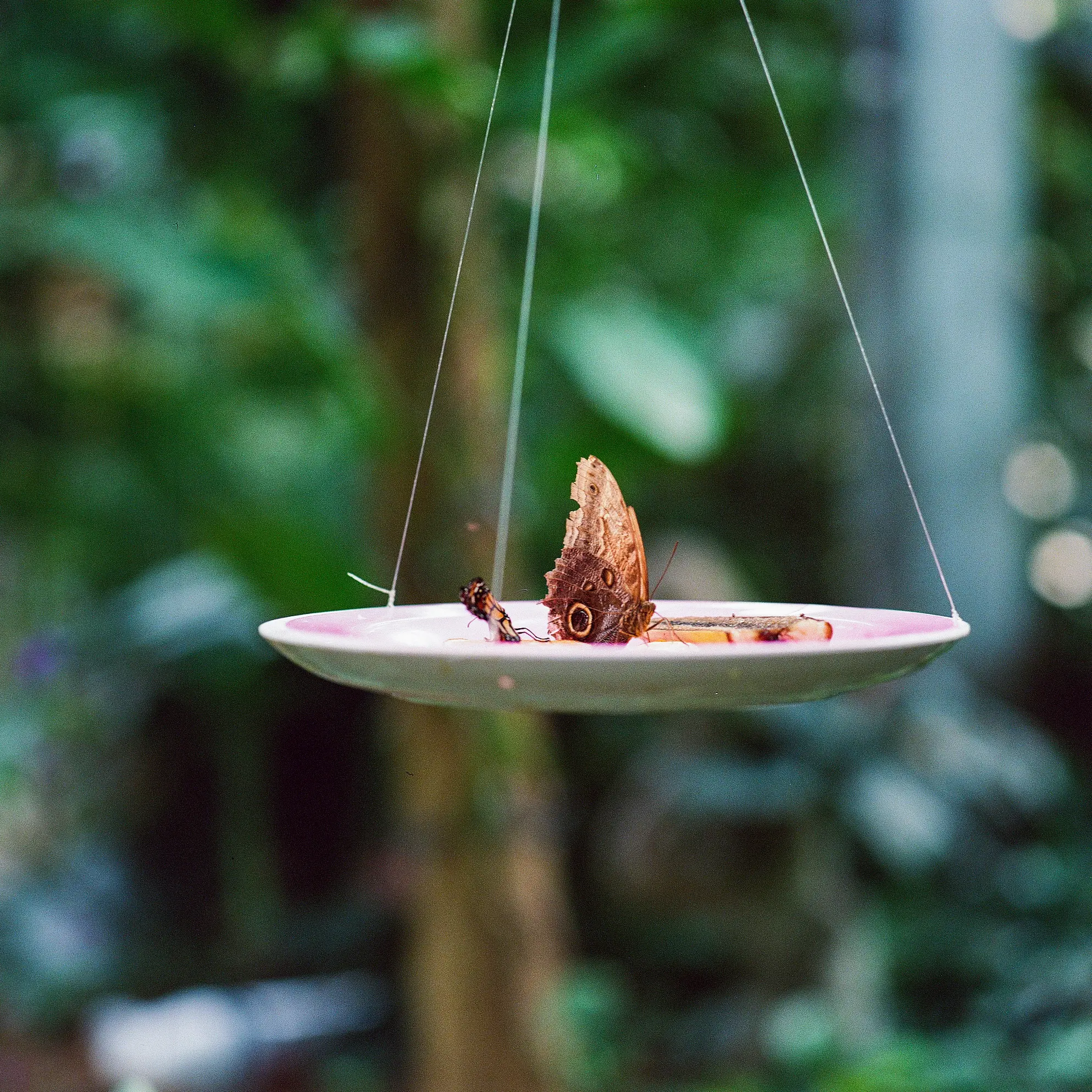 Moth Enjoying a Treat