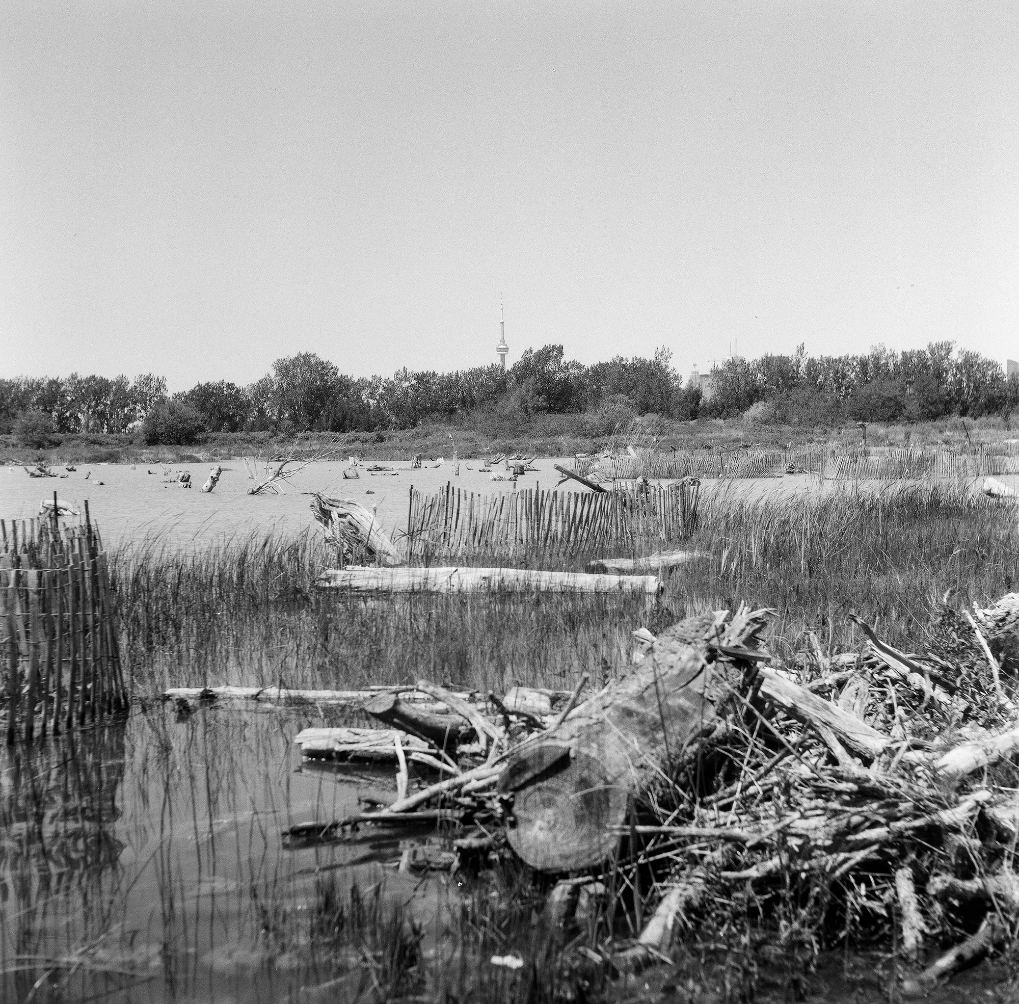 City within a Swamp