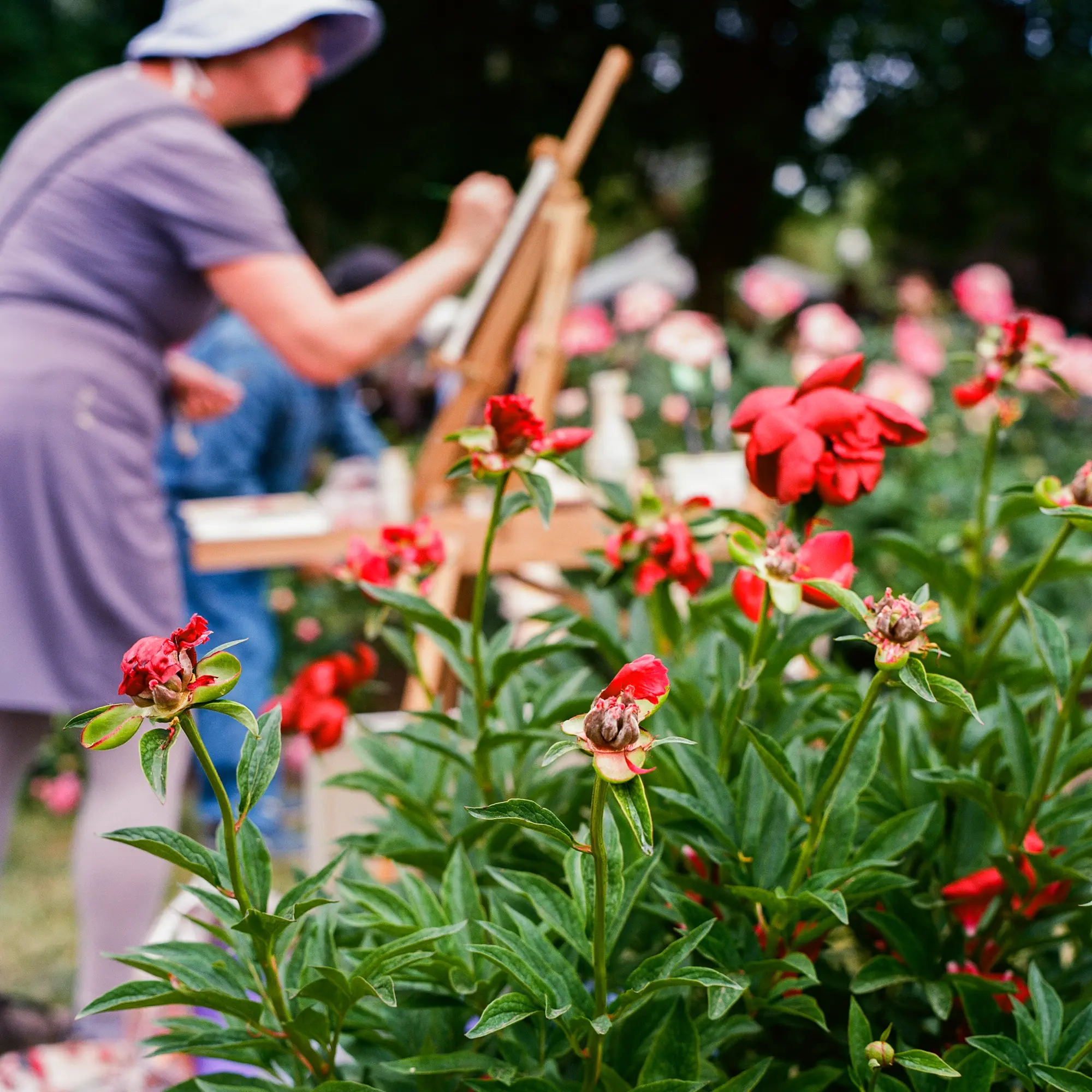 Peony and Painting