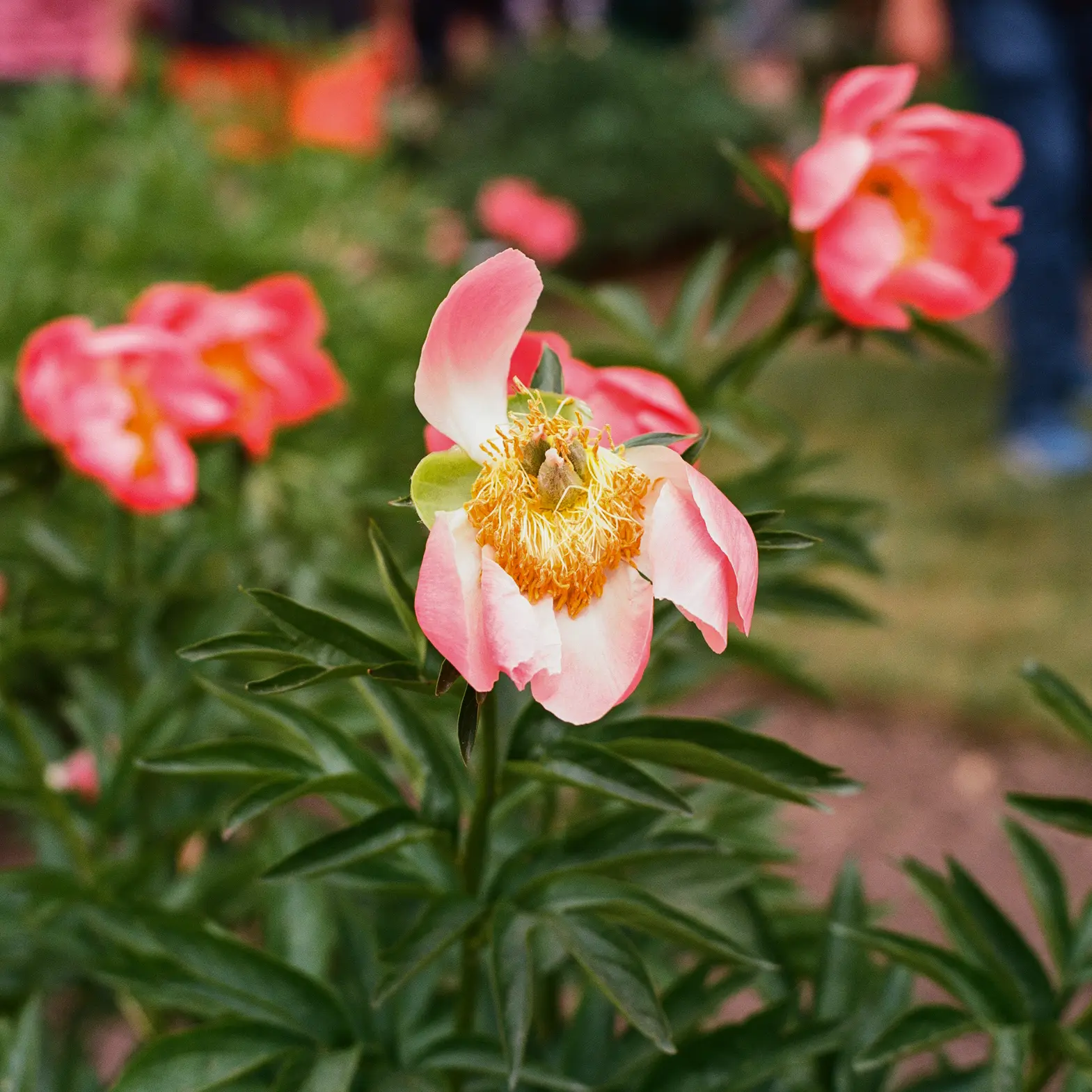 Peony