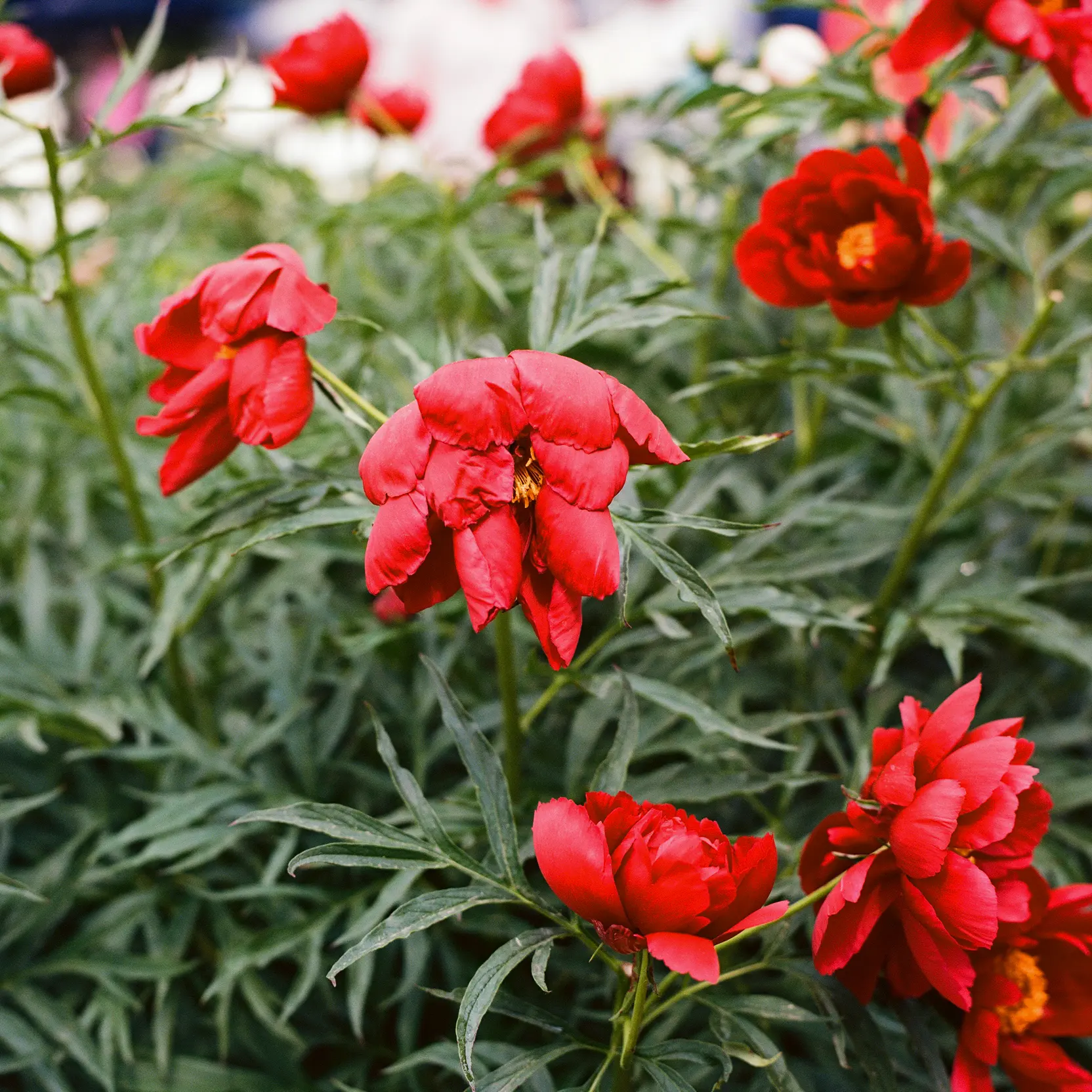 Droopy Peony