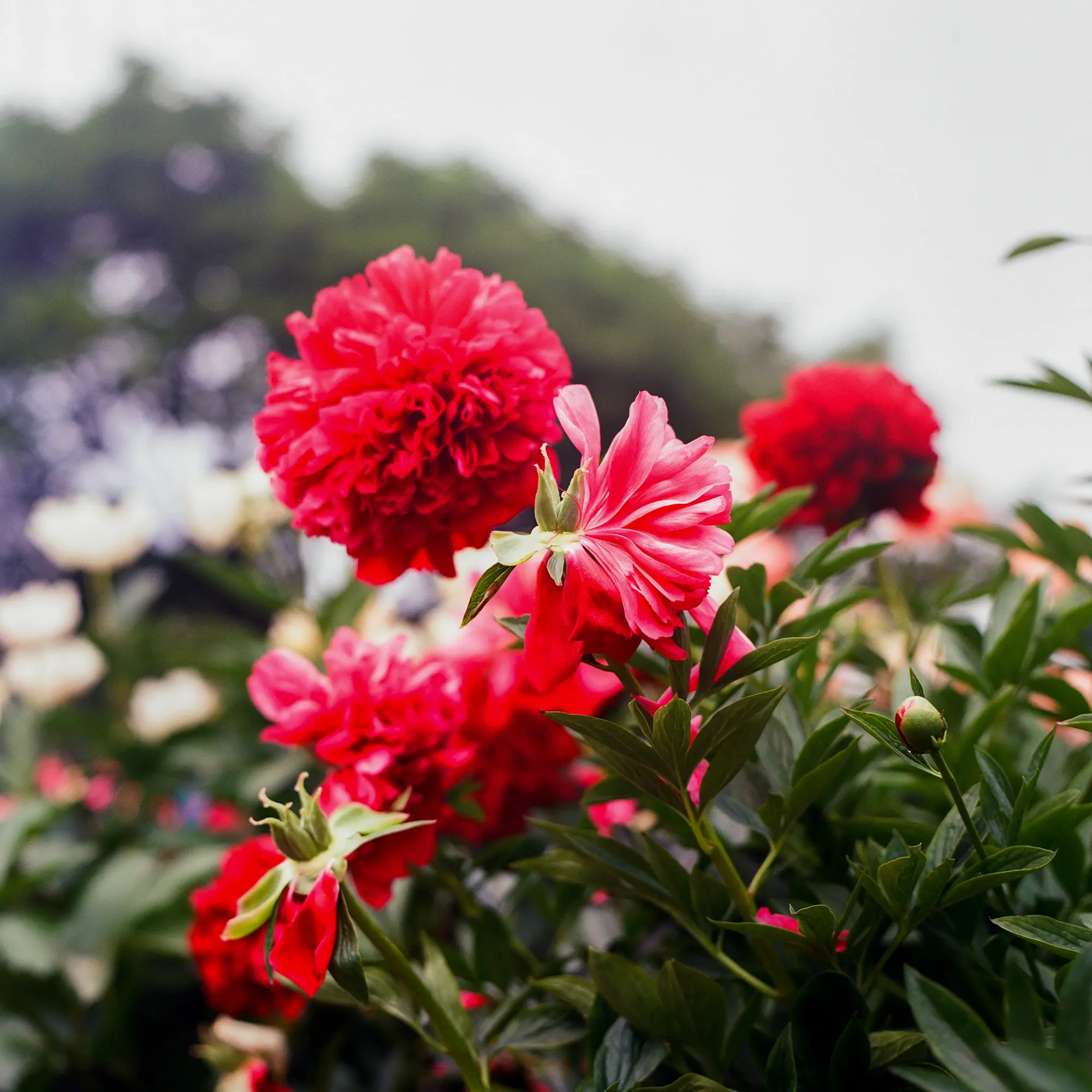 Half Peony