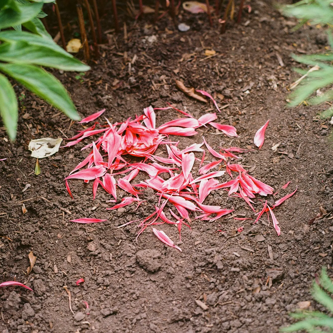Peony Petals