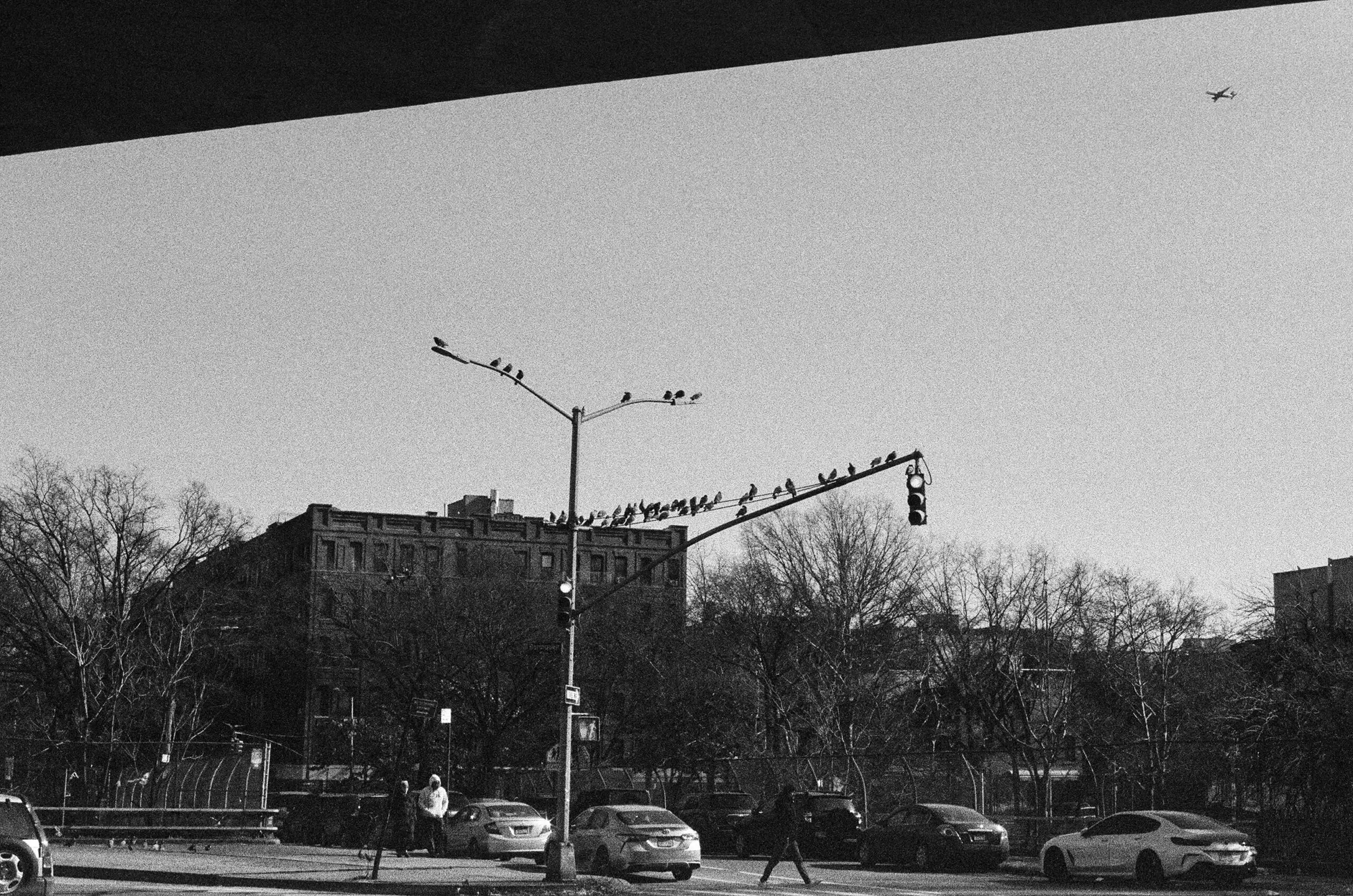 Pigeons