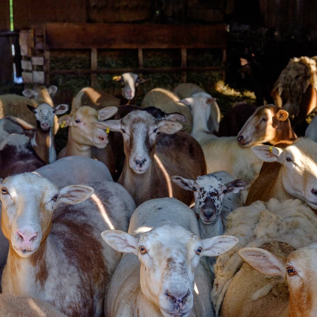 A day Cavaleiro farm with Beanfield Landreville