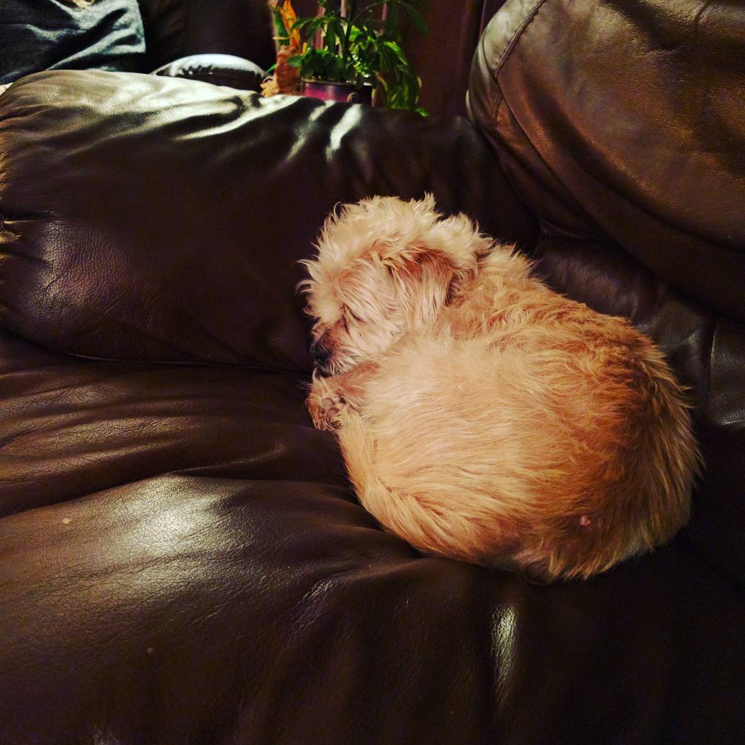 A tiny dog named Lola Landreville