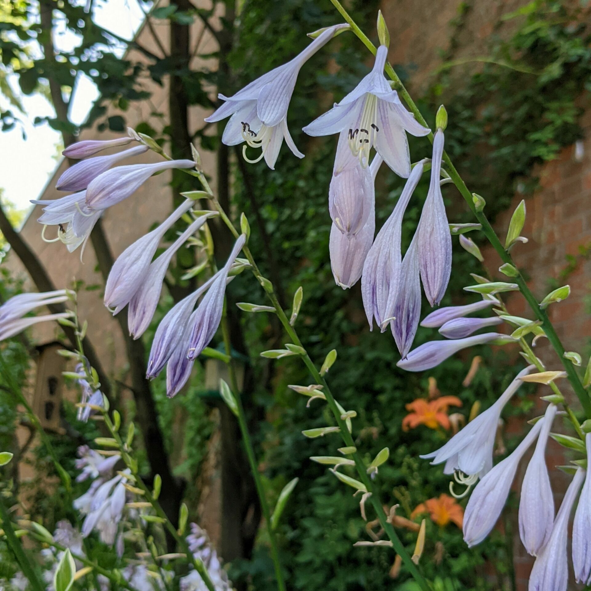 Hosta la Vista – Landreville